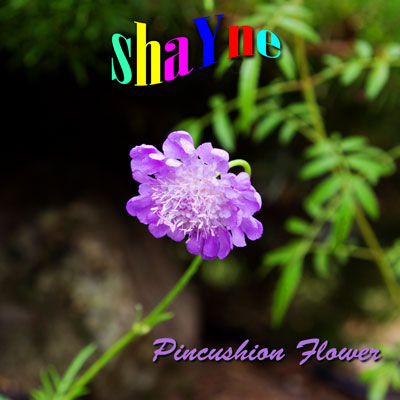 Pincushion Flower